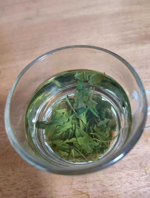 高山云雾茶属于什么茶？高山云雾茶采摘的是叶还是牙