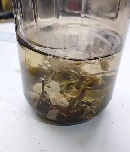 茉莉花茶会影响睡眠么？茉莉花茶的功效和作用及禁忌