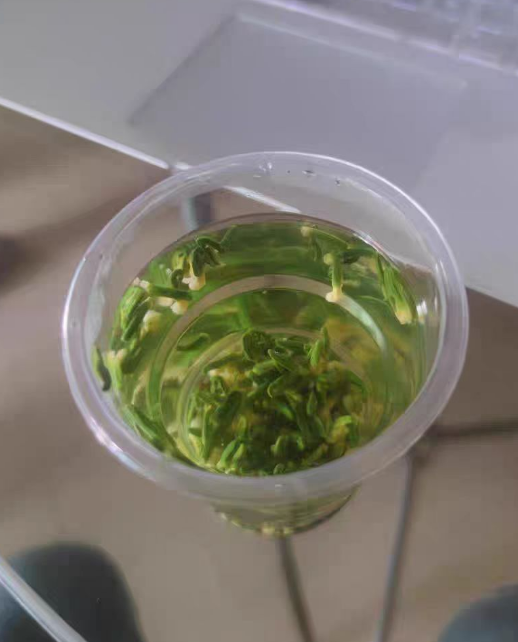 莲子心茶泡水喝有什么副作用？莲子心茶怎么喝效果最好