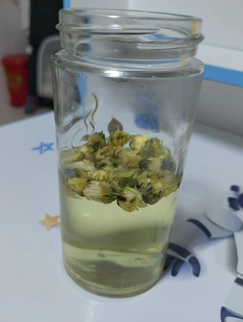 胎菊茶可以天天喝吗？胎菊茶和贡菊茶的区别