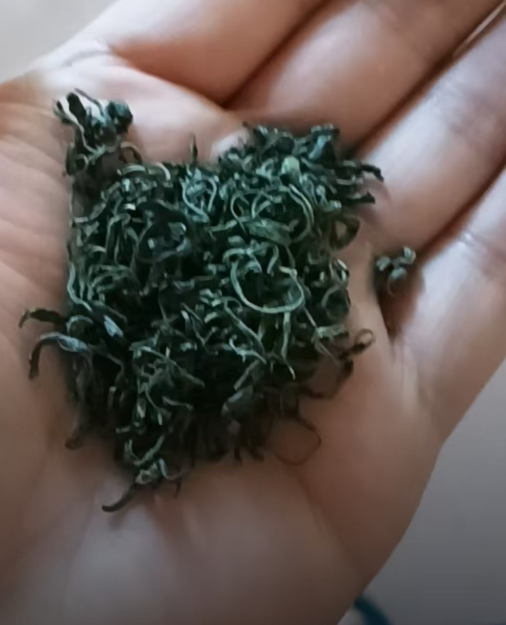 商南泉茗茶属于什么茶？商南泉茗茶怎么样