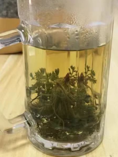 茵陈养肝护肝吗?茵陈草茶泡水喝的功效与作用禁忌