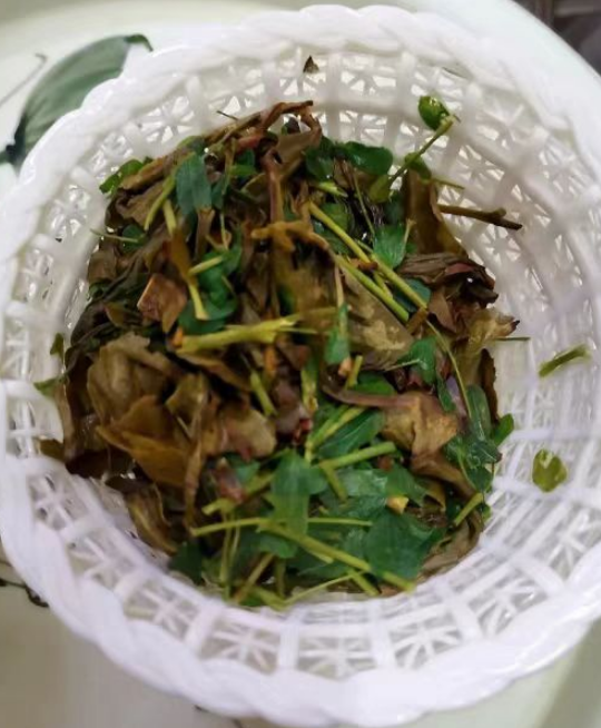 潮汕油甘茶是什么植物？潮汕油甘茶的功效与作用及禁忌