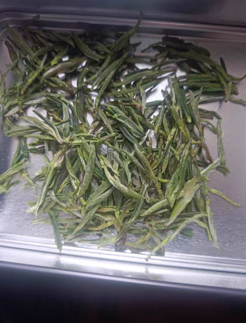 种植霍山黄芽要多久才能发芽？霍山黄芽发芽后怎么养护和管理