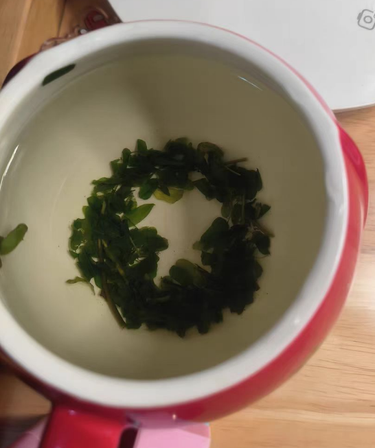 潮汕油甘茶是什么植物？潮汕油甘茶的功效与作用及禁忌