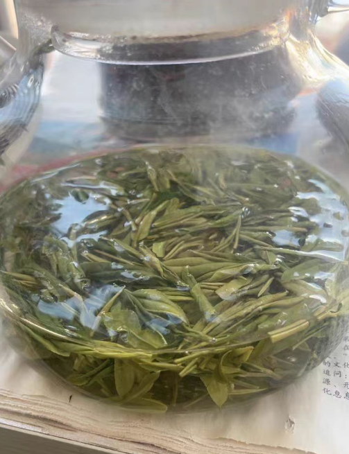 望海茶夏天可以种植吗？望海茶什么时候采摘最好