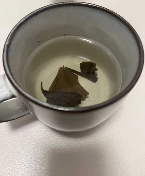 银杏叶茶什么时候修剪枝条？银杏叶茶修剪完枝条要浇水吗