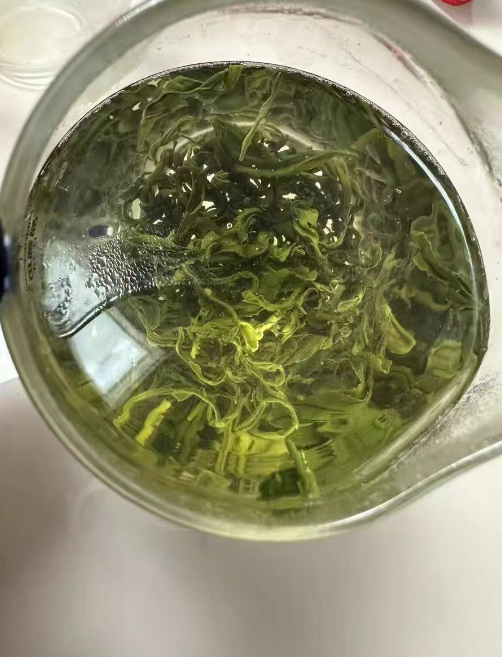 种植青岛海青茶会烂根吗？种植青岛海青茶烂根了怎么办