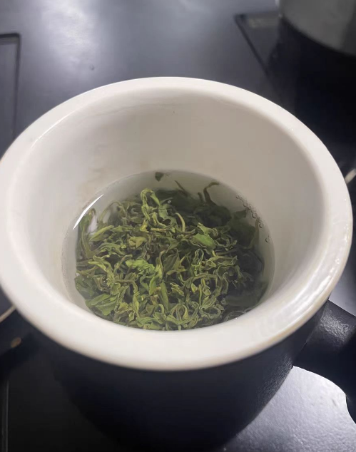 种植青岛海青茶会烂根吗？种植青岛海青茶烂根了怎么办